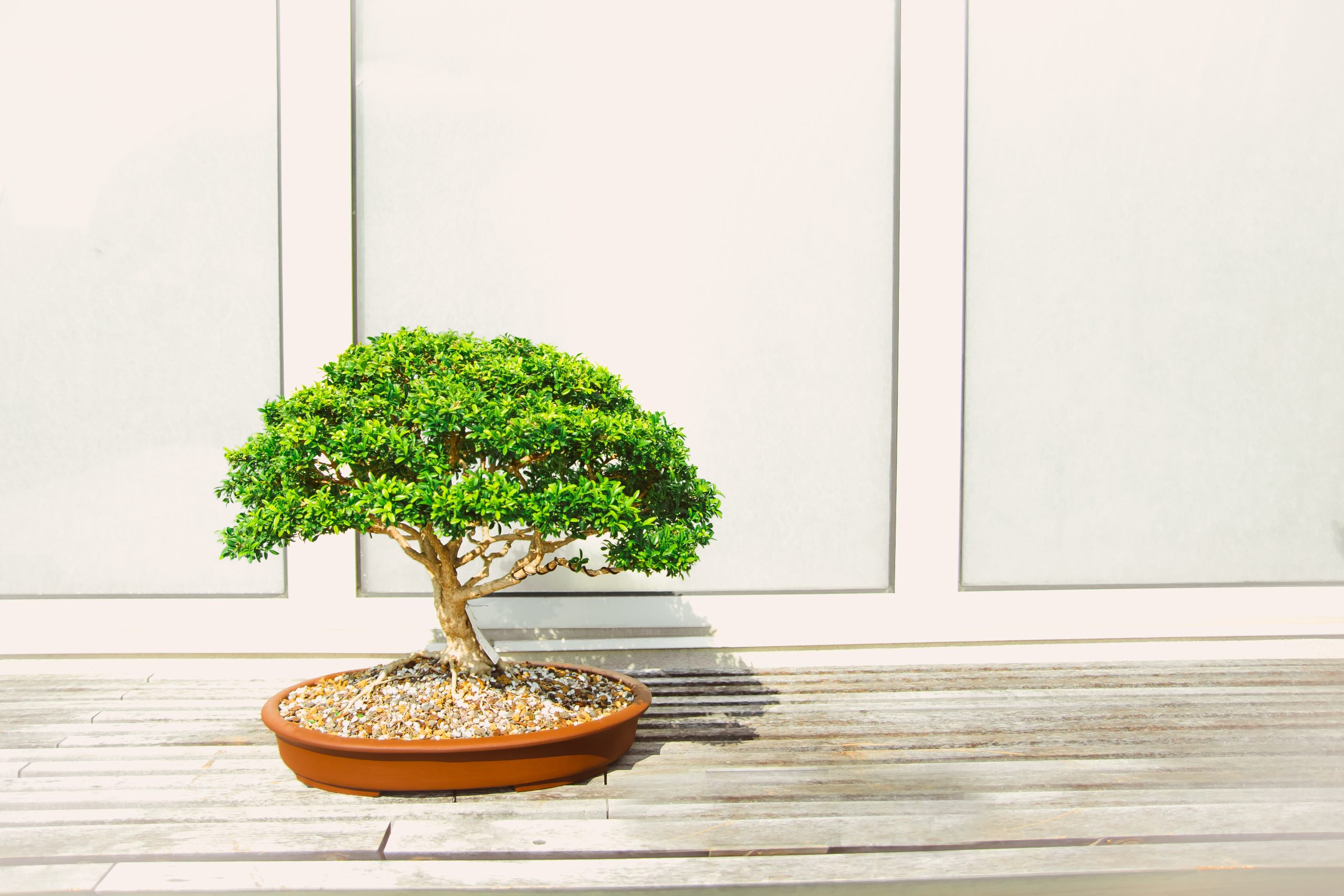 盆栽の魅力と貿易：世界で愛される日本の芸術品
